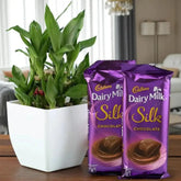 Lucky Bamboo Plant in white planter paired with Dairy Milk Silk chocolate, perfect for home & garden gifts and indoor plant lovers.